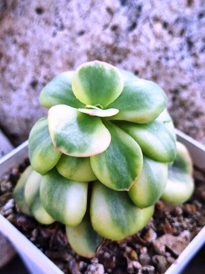 Echeveria Suyon var