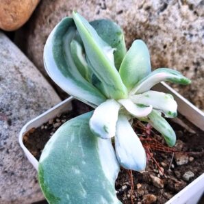 Echeveria Berserk variegata