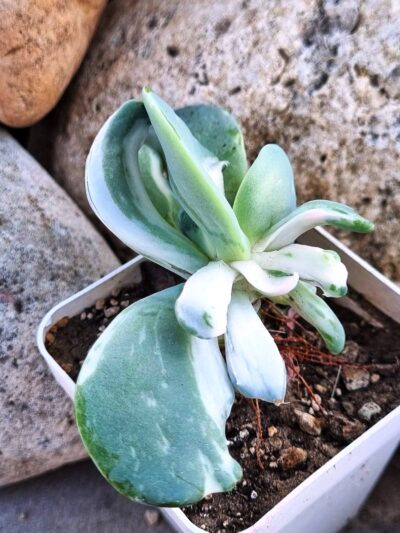 Echeveria Berserk variegata