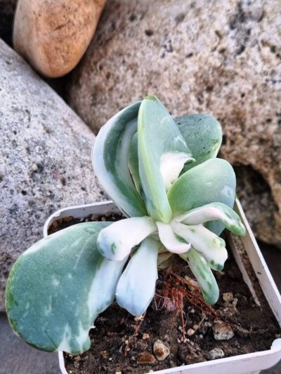 Echeveria Berserk variegata - Зображення 2