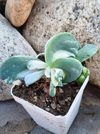 Echeveria Berserk variegata - Зображення 3