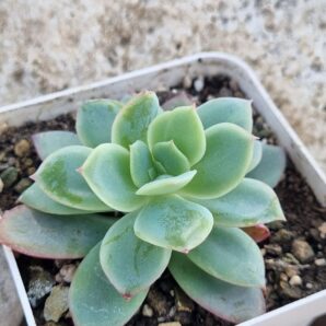 Echeveria Luella