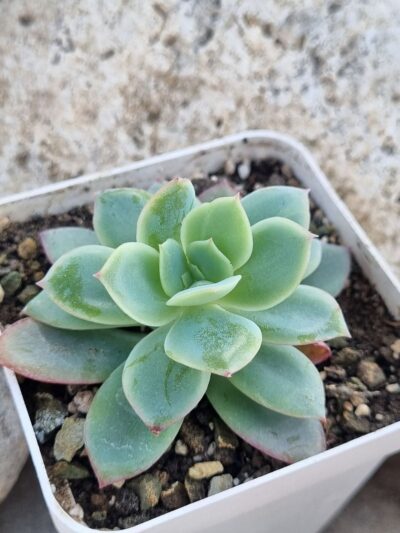 Echeveria Luella