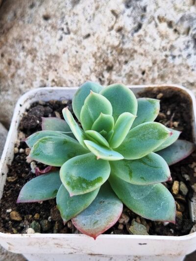 Echeveria Luella - Зображення 2