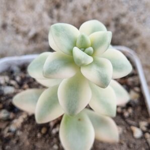 Graptopetalum Apricot variegated