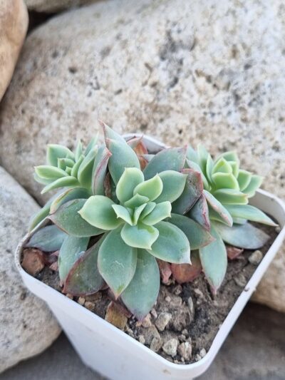 Echeveria Luella - Зображення 3