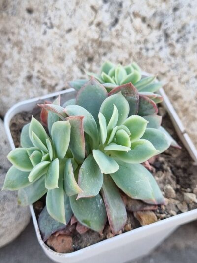 Echeveria Luella - Зображення 2