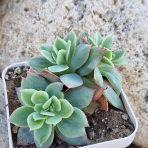 Echeveria Luella