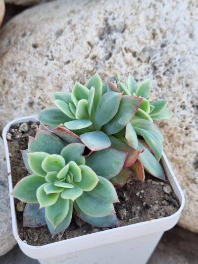 Echeveria Luella