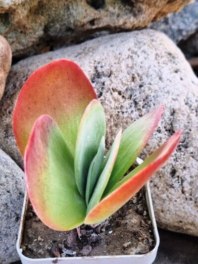 Kalanchoe Thyrsiflora var - Зображення 3