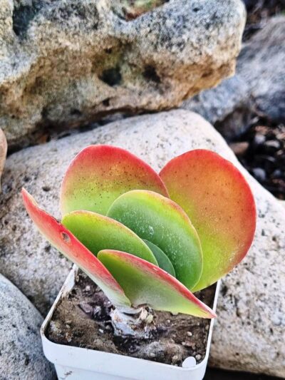 Kalanchoe Thyrsiflora var - Зображення 2
