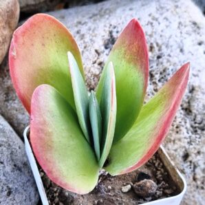 Kalanchoe Thyrsiflora var