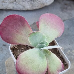 Kalanchoe Thyrsiflora var