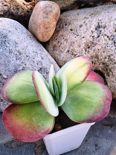 Kalanchoe Luciae variegated - Зображення 4