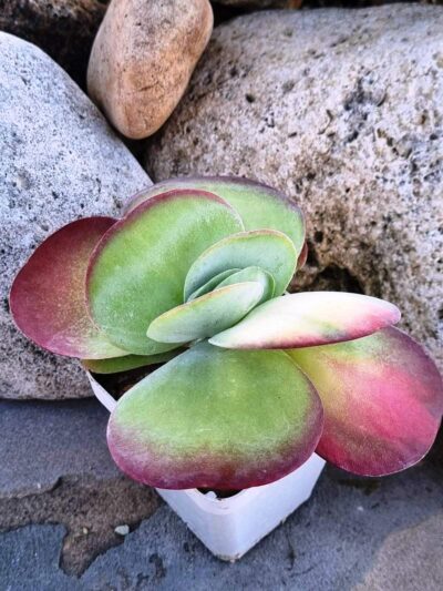 Kalanchoe Luciae variegated - Зображення 3