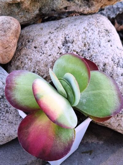 Kalanchoe Luciae variegated - Зображення 2