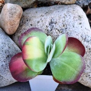 Kalanchoe Luciae variegated