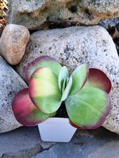 Kalanchoe Luciae variegated