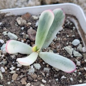 Cotyledon orbiculata Long leaf variegata