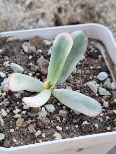 Cotyledon orbiculata Long leaf variegata