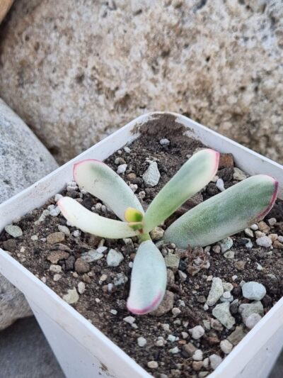 Cotyledon orbiculata Long leaf variegata - Зображення 2