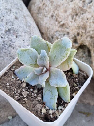 Echeveria Crispate Beauty - Зображення 4