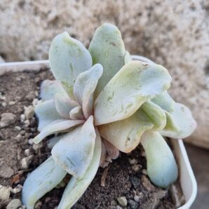 Echeveria Crispate Beauty