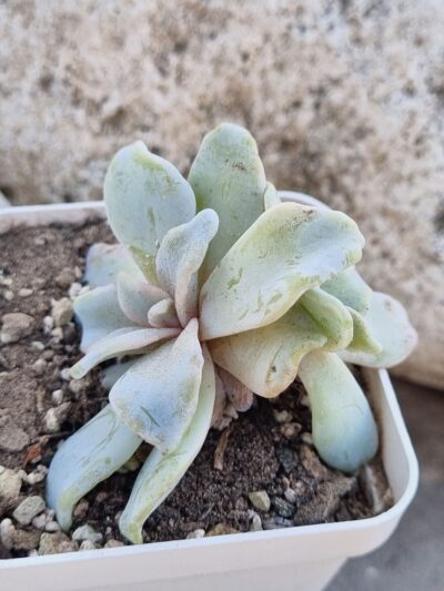 Echeveria Crispate Beauty