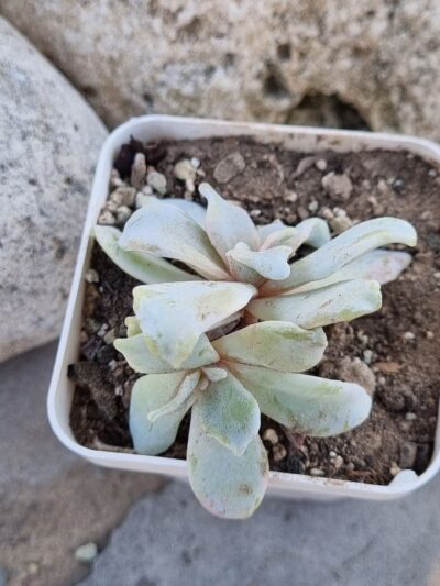 Echeveria Crispate Beauty - Зображення 2