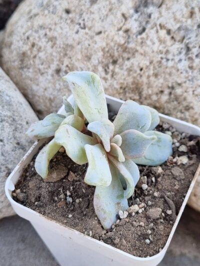 Echeveria Crispate Beauty - Зображення 3