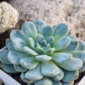 Echeveria Viant