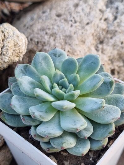 Echeveria Viant