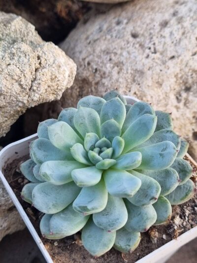 Echeveria Viant - Зображення 2