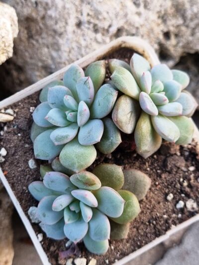Echeveria Jelly Jem Red - Зображення 3