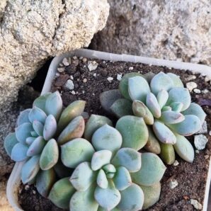 Echeveria Jelly Jem Red
