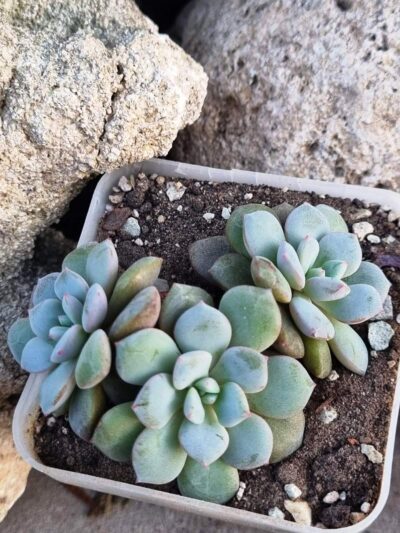 Echeveria Jelly Jem Red