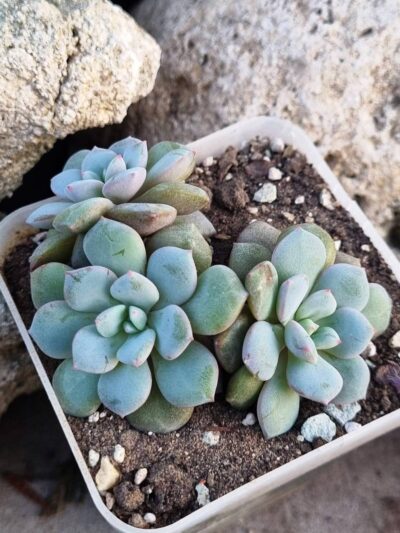 Echeveria Jelly Jem Red - Зображення 2