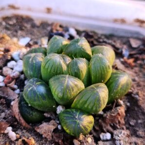 Haworthia cooperi