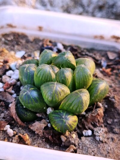 Haworthia cooperi