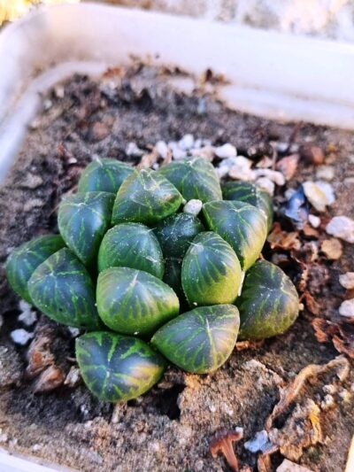 Haworthia cooperi - Зображення 2