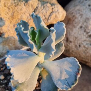 Cotyledon