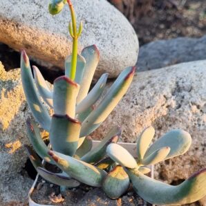 Cotyledon orbiculata Oophylla