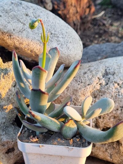 Cotyledon orbiculata Oophylla