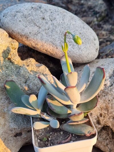 Cotyledon orbiculata Oophylla - Зображення 2