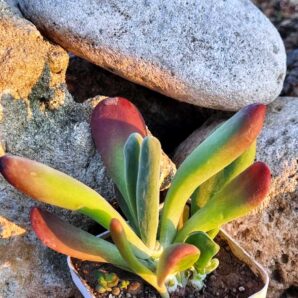 Kalanchoe Oricula