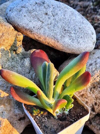 Kalanchoe Oricula