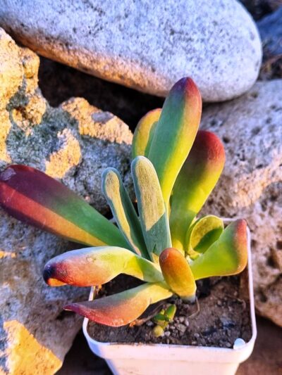 Kalanchoe Oricula - Зображення 2