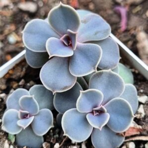 Echeveria Perle von Nurnberg