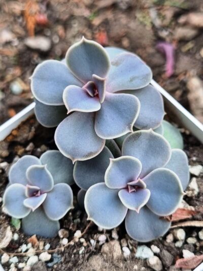 Echeveria Perle von Nurnberg