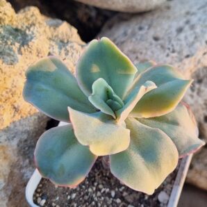 Echeveria Wild Butterfiely